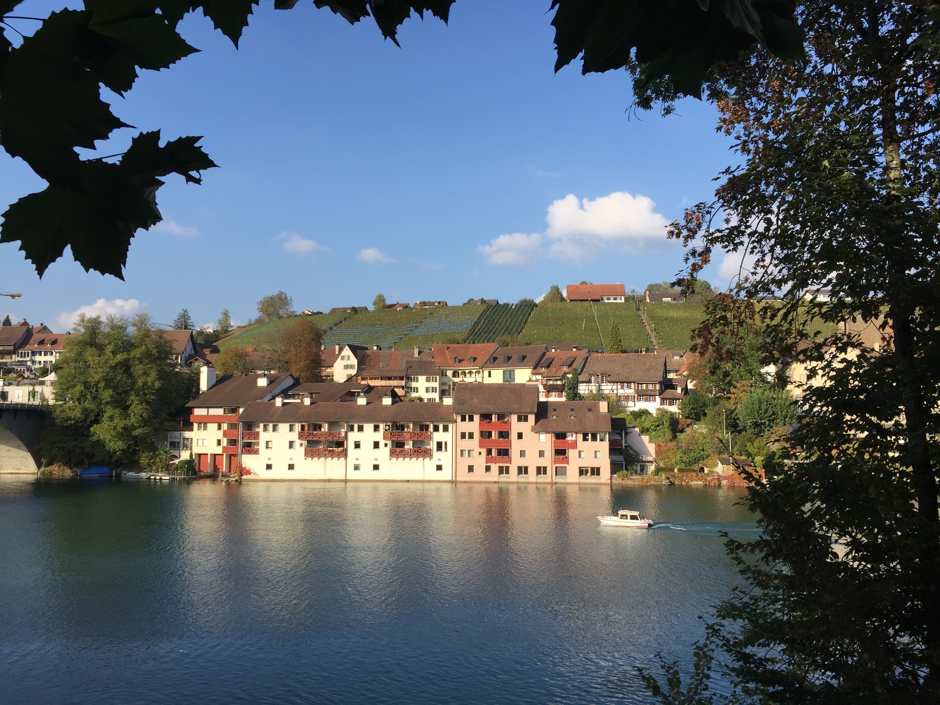 Swisswine Deutschschweiz Zurich Eglisau Weinberg