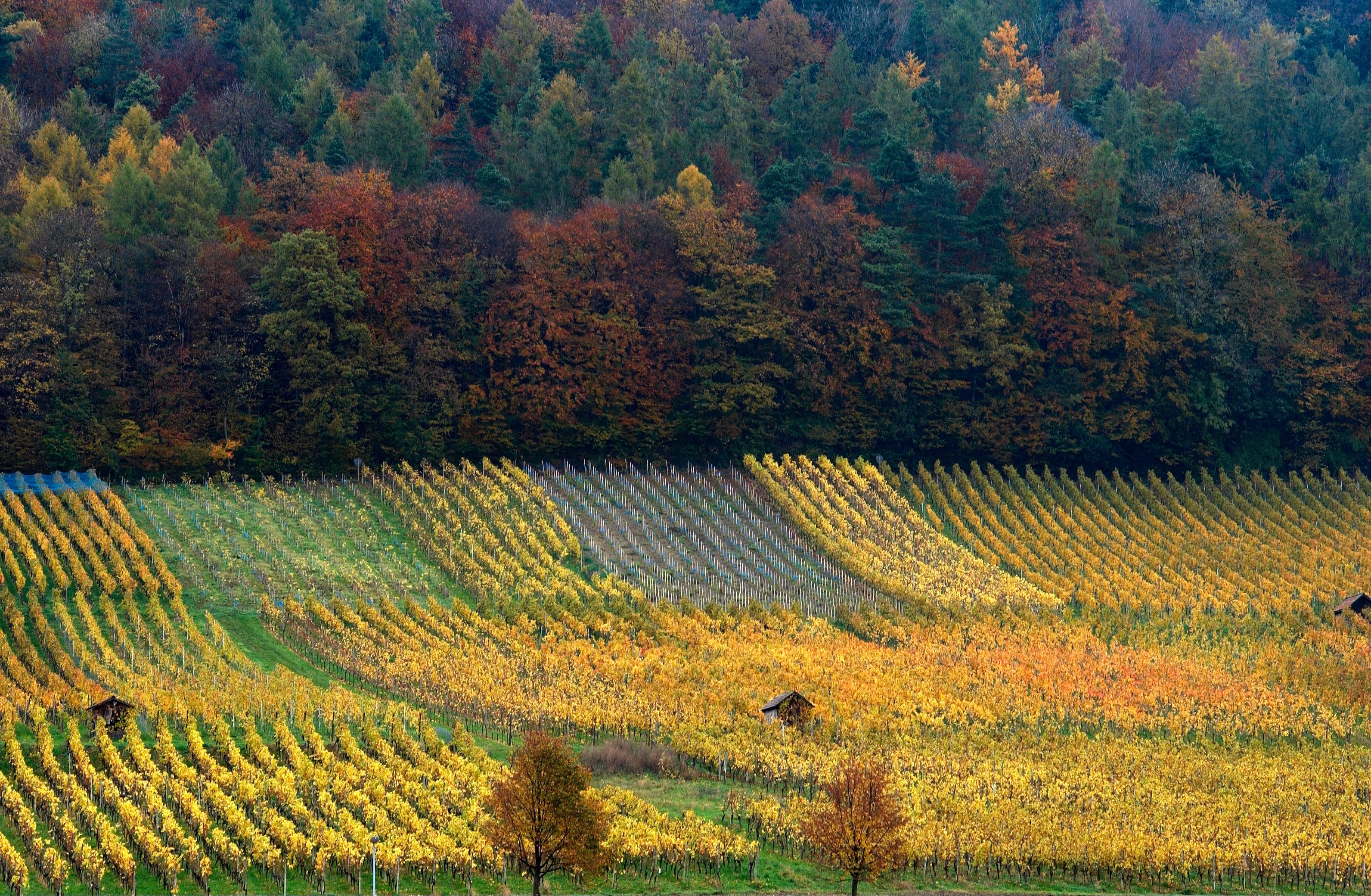 Swisswine Schweizer Weine Deutschschweiz Zurich Weinigen Herbst Weinberg (weingut-haug.ch)