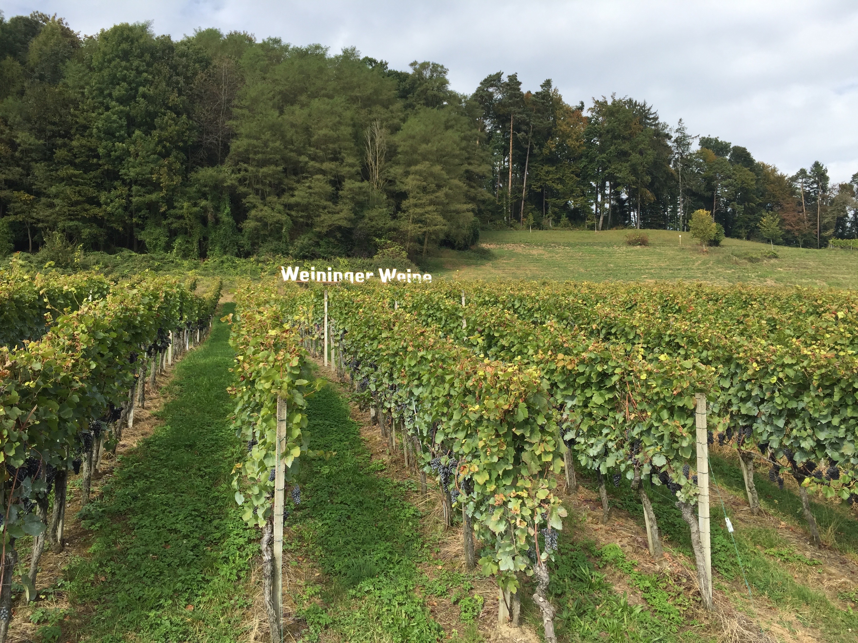 Swisswine Schweizer Weine Deutschschweiz Zurich Weinigen Herbst Weinberg (weingut-haug.ch)