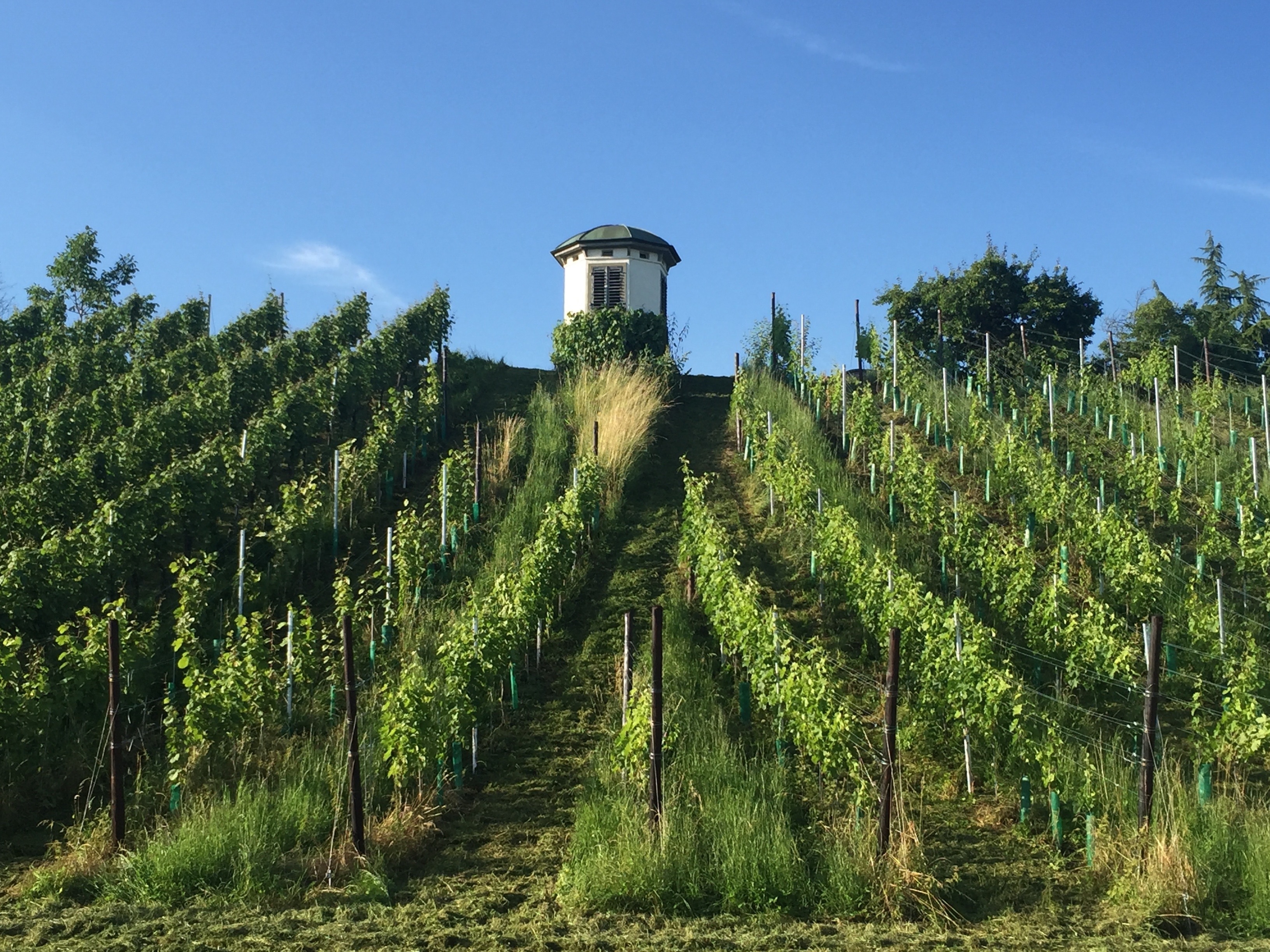 Swisswine Schweizer Weine Deutschschweiz Zürichsee