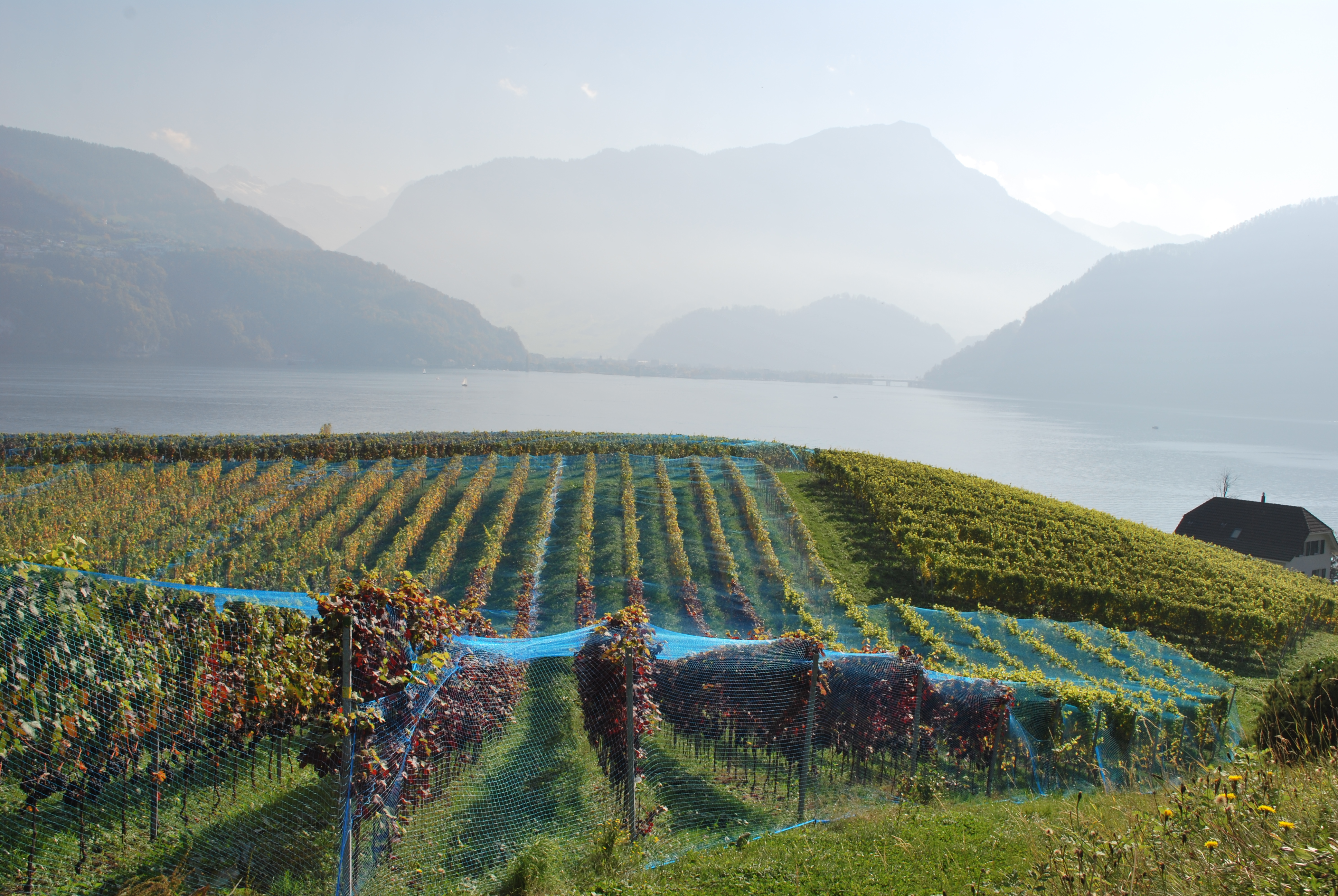 Swisswine Schweizer Weine Deutschschweiz Luzern (weinbauottiger.ch)