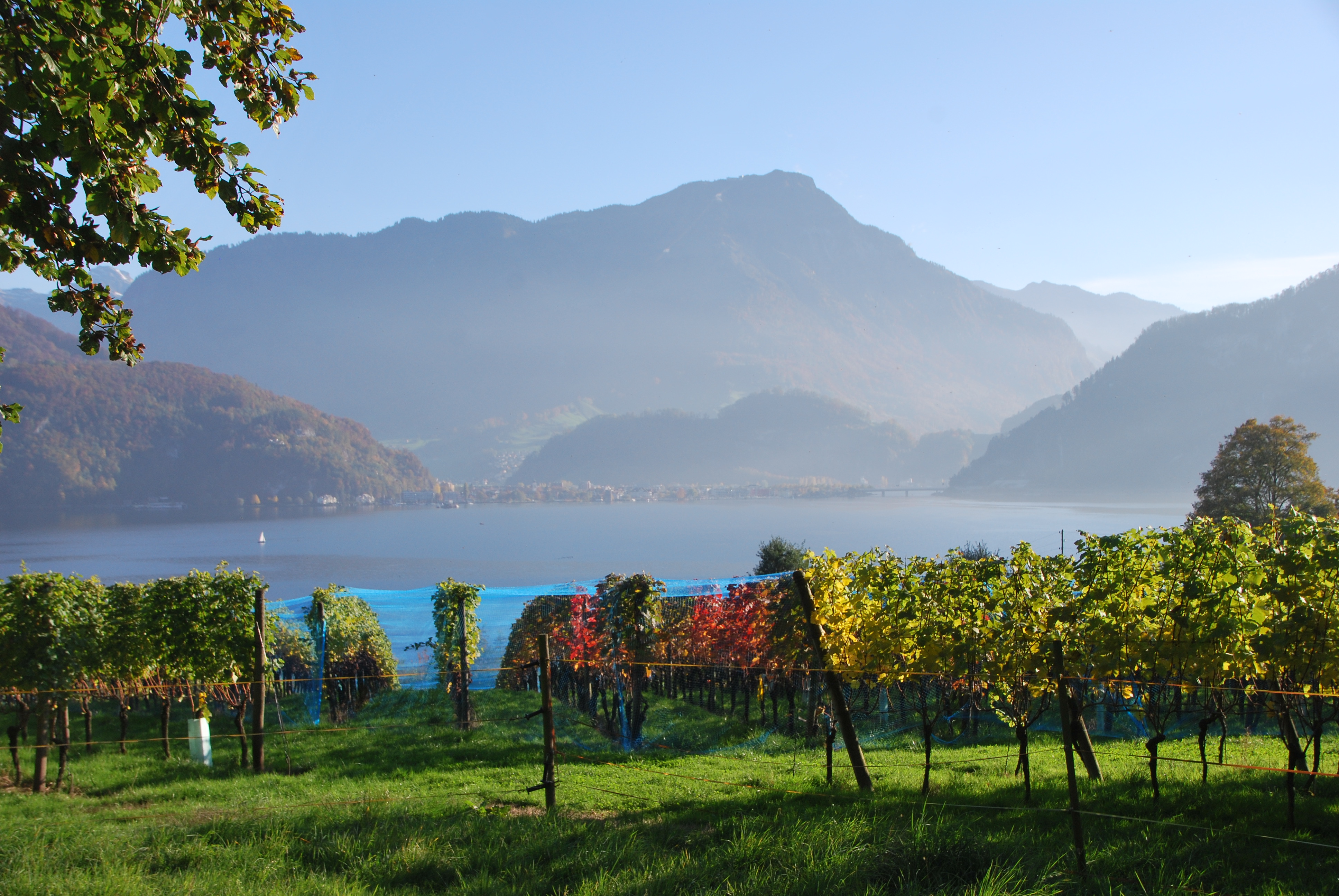 Swisswine Schweizer Weine Deutschschweiz Luzern (weinbauottiger.ch)