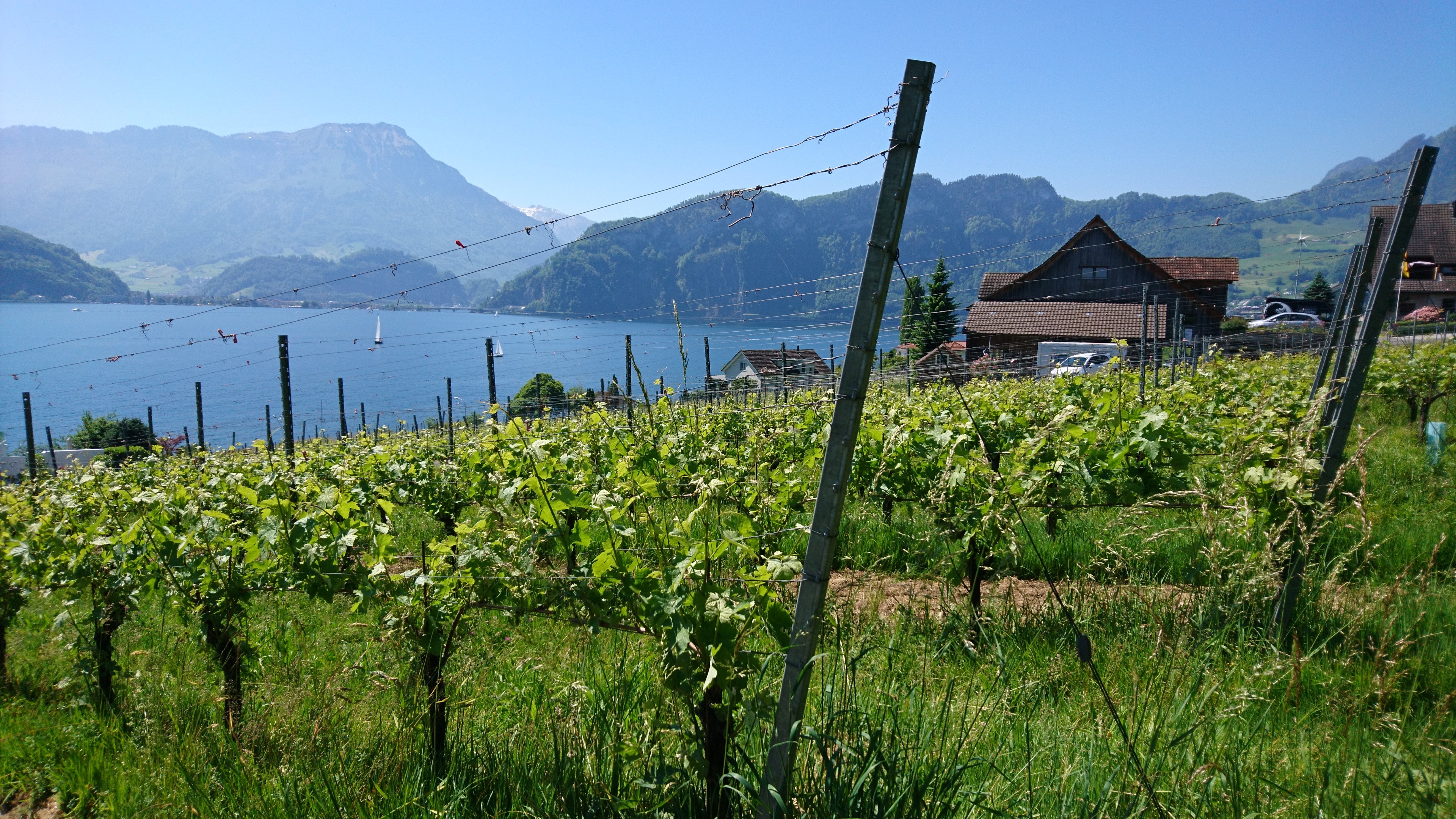 Swisswine Schweizer Weine Deutschschweiz Luzern (weinbauottiger.ch)