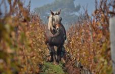 Swiss Wine Pferde im Weinberge