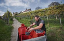 Swiss Wine Sankt Gallen Dottenwil Schweizer Wein