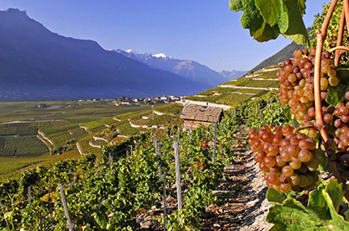 Swiss Wine, Valais, Bourg
