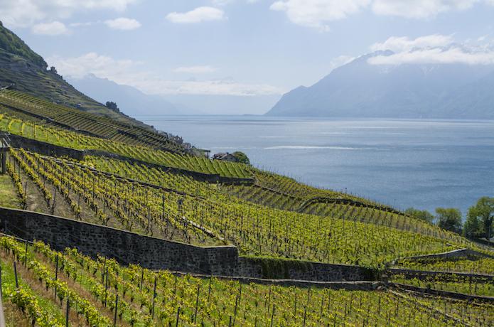 Swiss Wine Vaud Lavaux