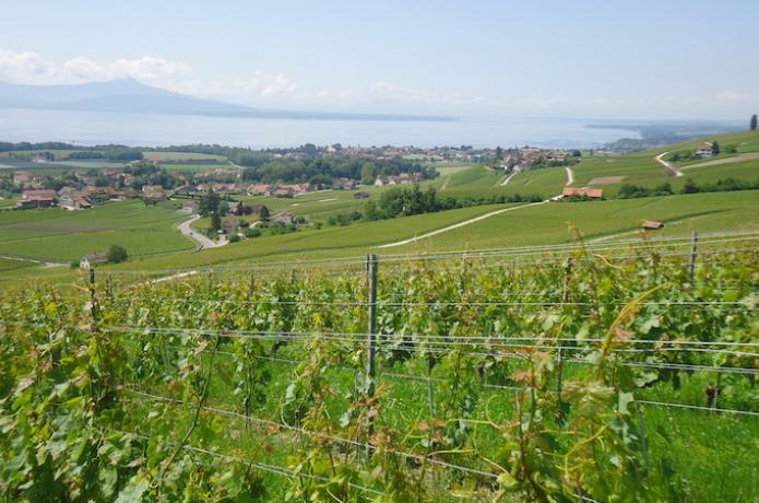 Swiss Wine Schweizer Wein Vaud La Côte