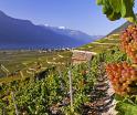 Swiss Wine, Valais, Bourg