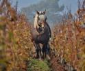 Swiss Wine Pferde im Weinberge