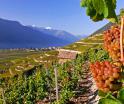 Vin Suisse, Valais, Chamoson