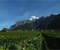 Swiss Wine Schweizer Weine Graubuenden